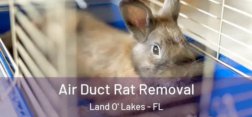 Air Duct Rat Removal Land O' Lakes - FL
