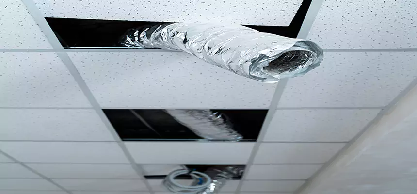 Affordable HVAC Sanitizing After Pest Removal in Land O' Lakes