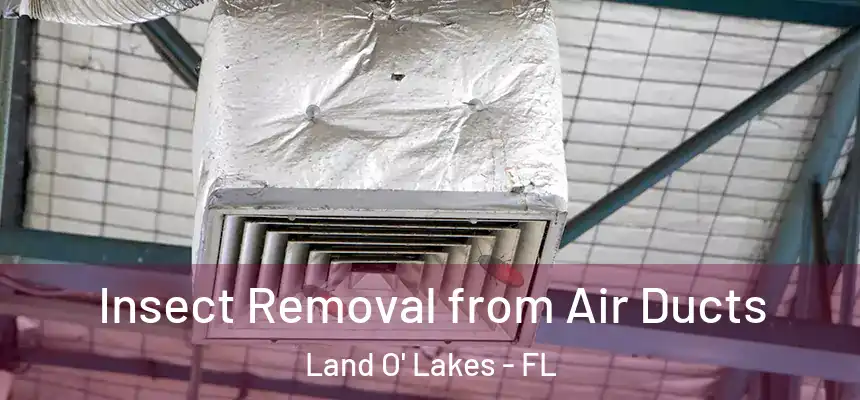 Insect Removal from Air Ducts Land O' Lakes - FL