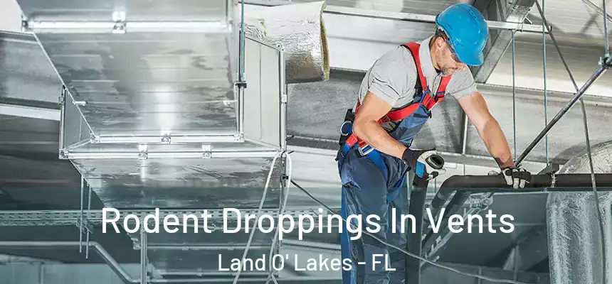 Rodent Droppings In Vents Land O' Lakes - FL