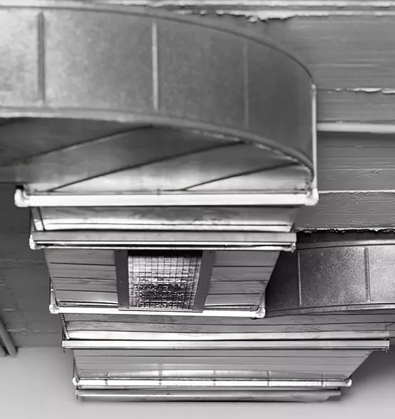 Professional Air Duct Pest Removal in Land O' Lakes, FL